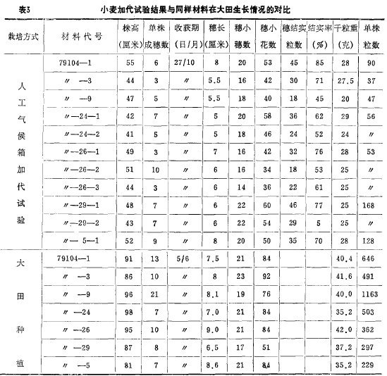 表3小麥加代試驗結果與同樣材料在大田生長情況的對比