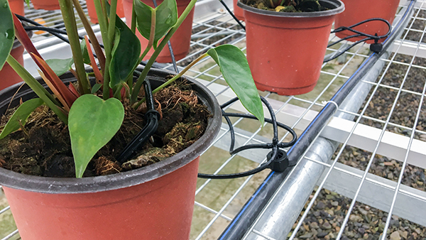 �������rȫ�Ԅ��й�ʽ���Ҵ�����ʽ���