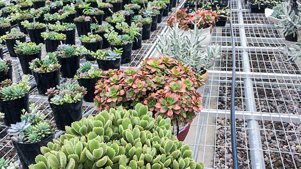 �������rȫ�Ԅ��й�ʽ���Ҵ�����ʽ���