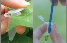 檢測轉基因的試紙條