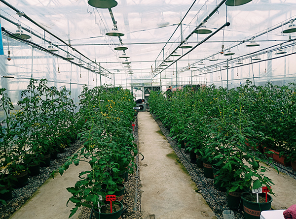 蕭山現代農業示范區