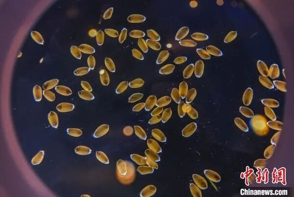 托普云農智能農業儀器受到與會媒體關注