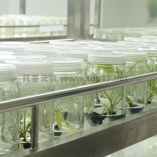 試管苗保存庫(kù) 定制