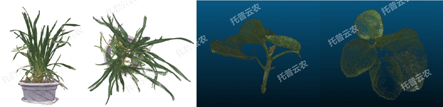 溫室型高通量植物表型采集分析平臺-3維